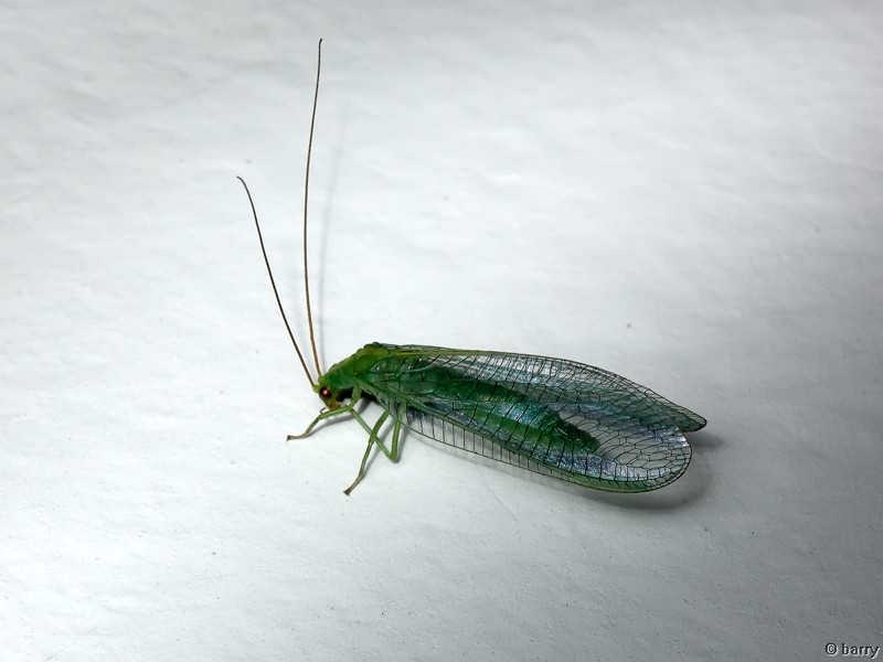 Chrysoperla carnea (Stephens, 1836)